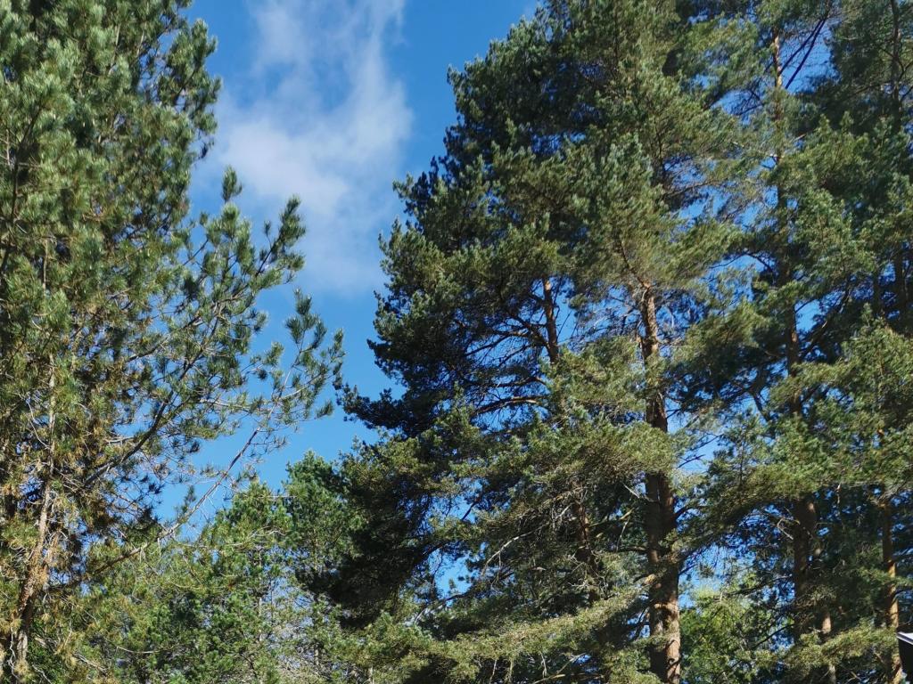 Camping les Sapins de Corrèze