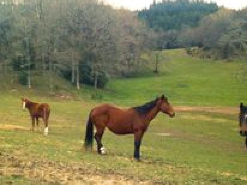 Camping à la ferme équestre de Tréphy
