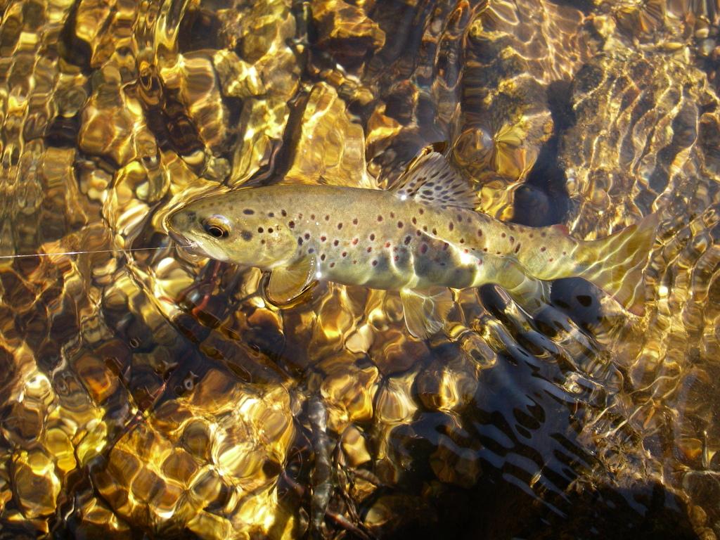 Moniteur Guide de Pêche