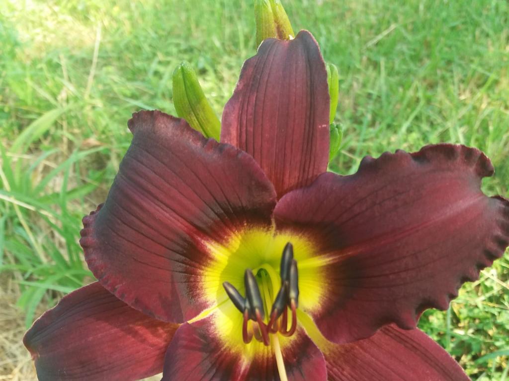 Le jardin de Jan