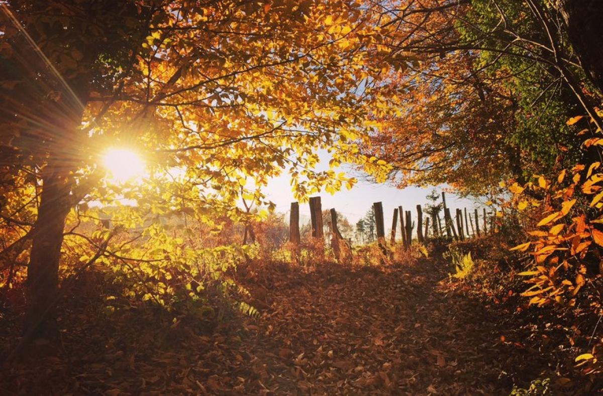 Idee De Balade Familiale D Automne En Correze Tourisme Correze
