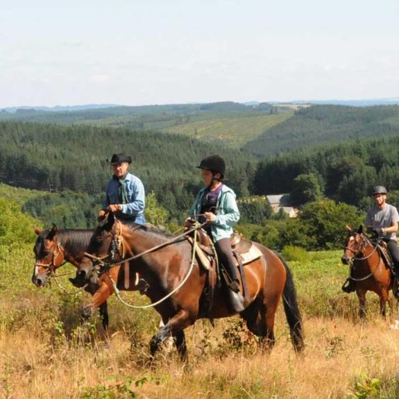 horses
