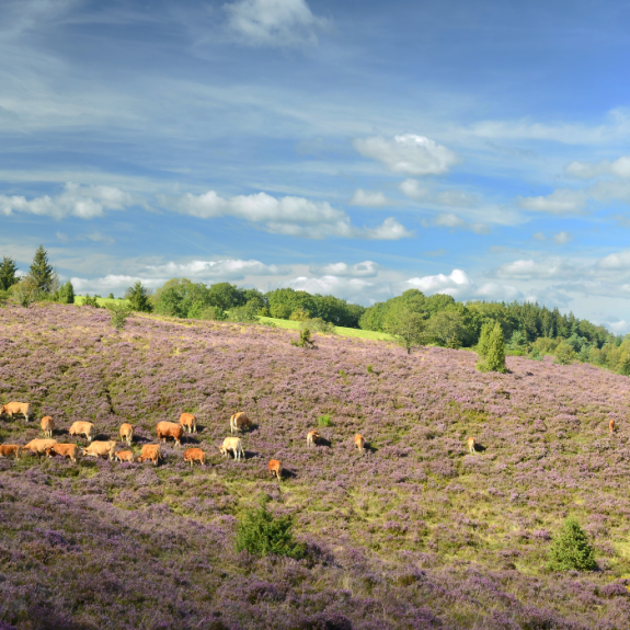 Vue Monédières Corrèze Monédières