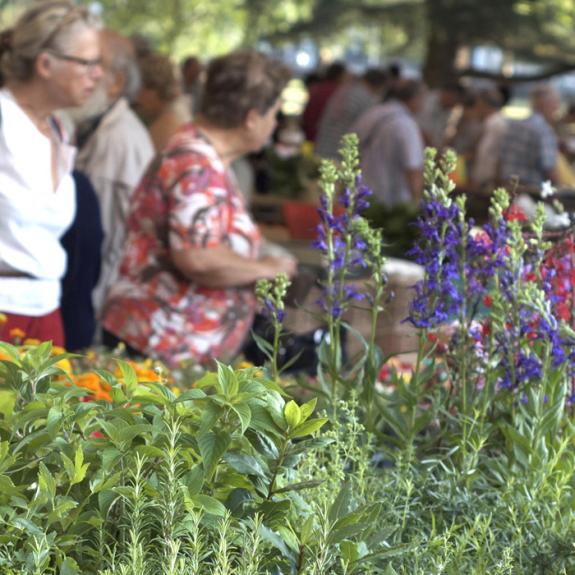 Plantes marché de Brive - Photo Romann Ramshorn