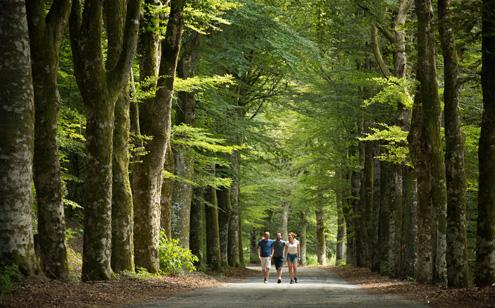 Route des hêtres Meymac - Photo Malika TURIN