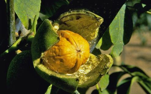 Route de la Noix du Périgord A.O.P.