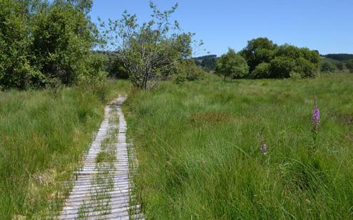 Tourbière du Longeyroux