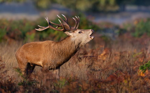 Brame du cerf en Corrèze