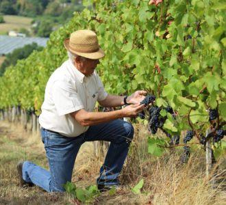 L'Histoire mouvementée du Vin Corrézien