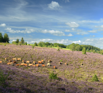 Plateau de Millevaches