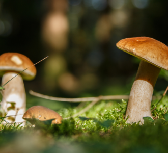 Des cèpes en forêt corrézienne