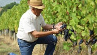 L'Histoire mouvementée du Vin Corrézien