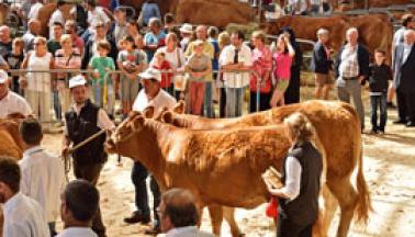 Festival of livestock farming and gourmet food in Brive la Gaillarde