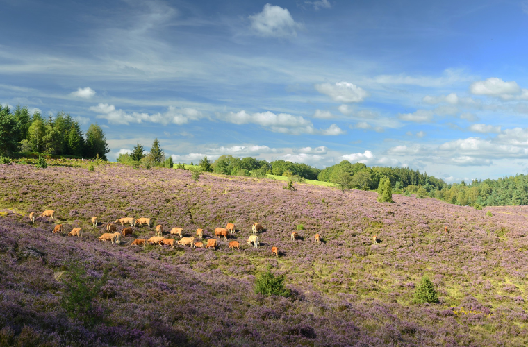 Plateau de Millevaches