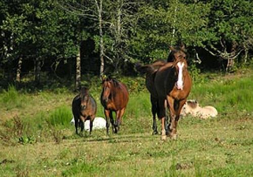 Centre Equestre de Meymac_1