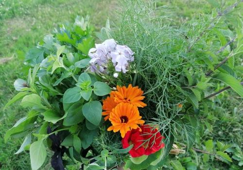 Les jardins d'antan-abussac-fleurs et plantes aromatiques_1