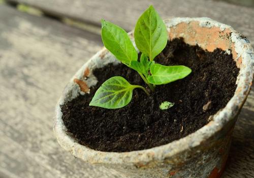 Bourse aux plantes_1 | Libre de droit Bourse aux plantes_1