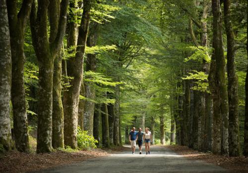Route-des-hêtres | Malika Turin - Corrèze Tourisme Route-des-hêtres