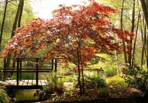 Jardin Grelinette et Pinceaux Sérandon 1