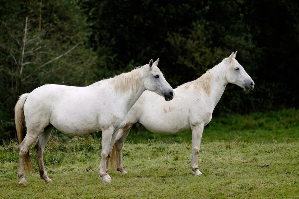Ferme équestre de Mialaret