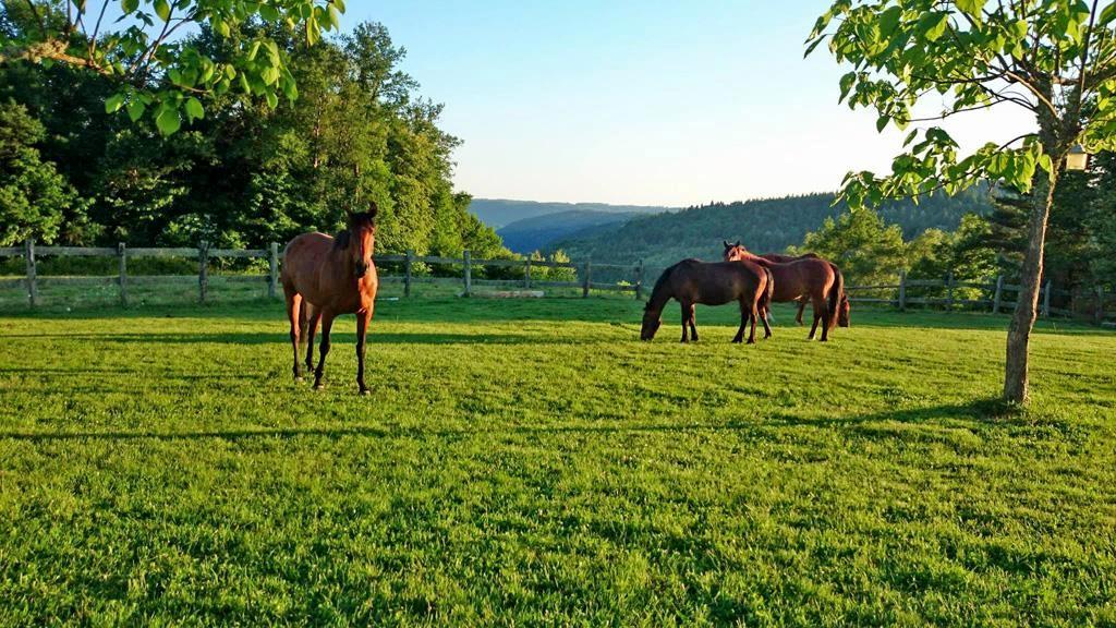 Les Ecuries d'Hautefage