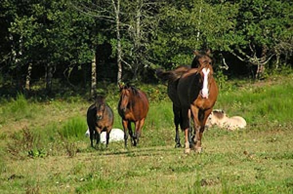 Centre Equestre de Meymac