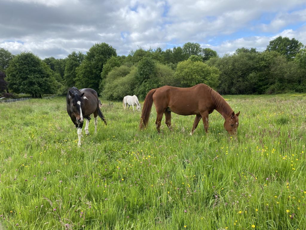 Écurie  Du  Pradeaux