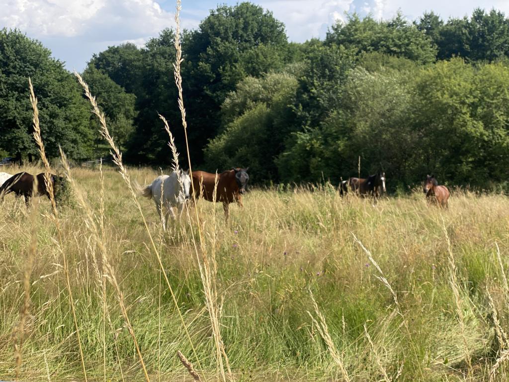 Écurie  Du  Pradeaux