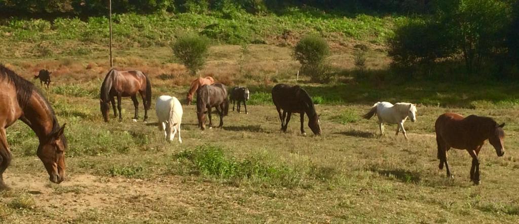Ferme équestre du Renan