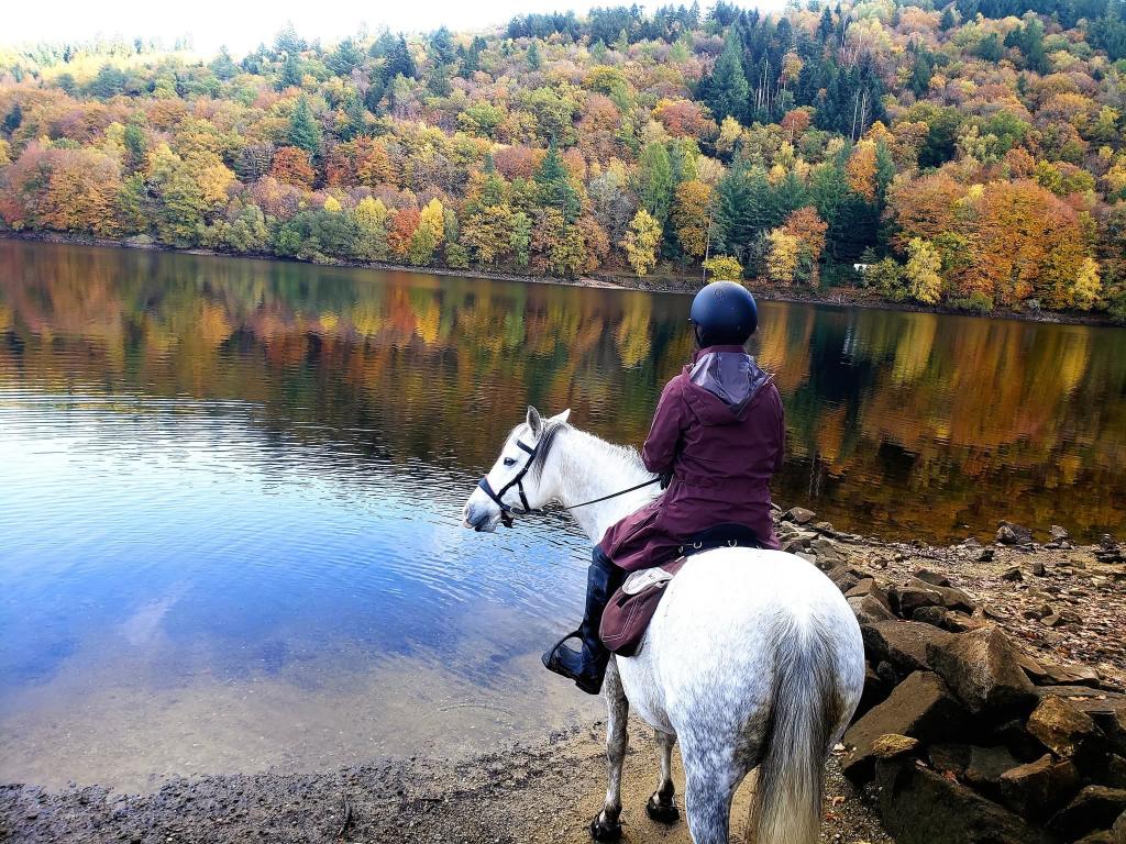 Dress & Sens Équitation