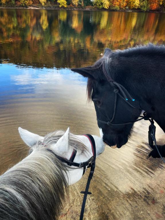 Dress & Sens Équitation