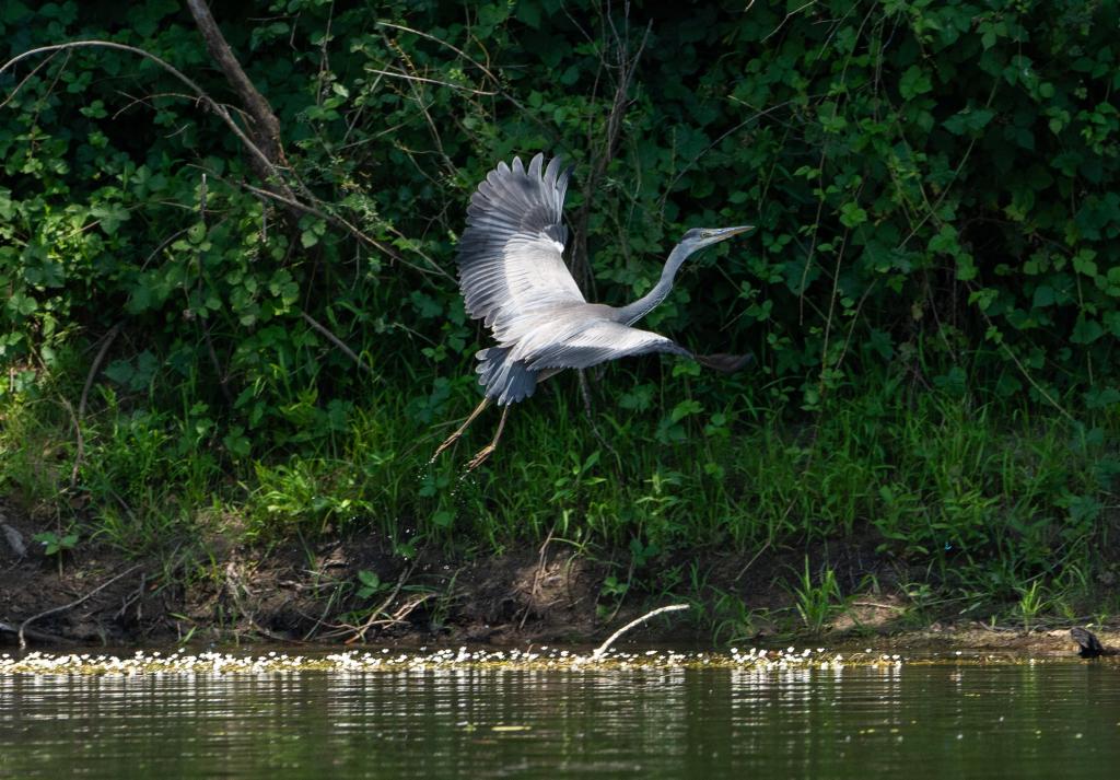 Copeyre - Base de Monceaux/D.