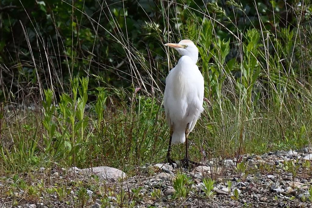 Réserve départementale de biodiversité d’Argentat-sur-Dordogne