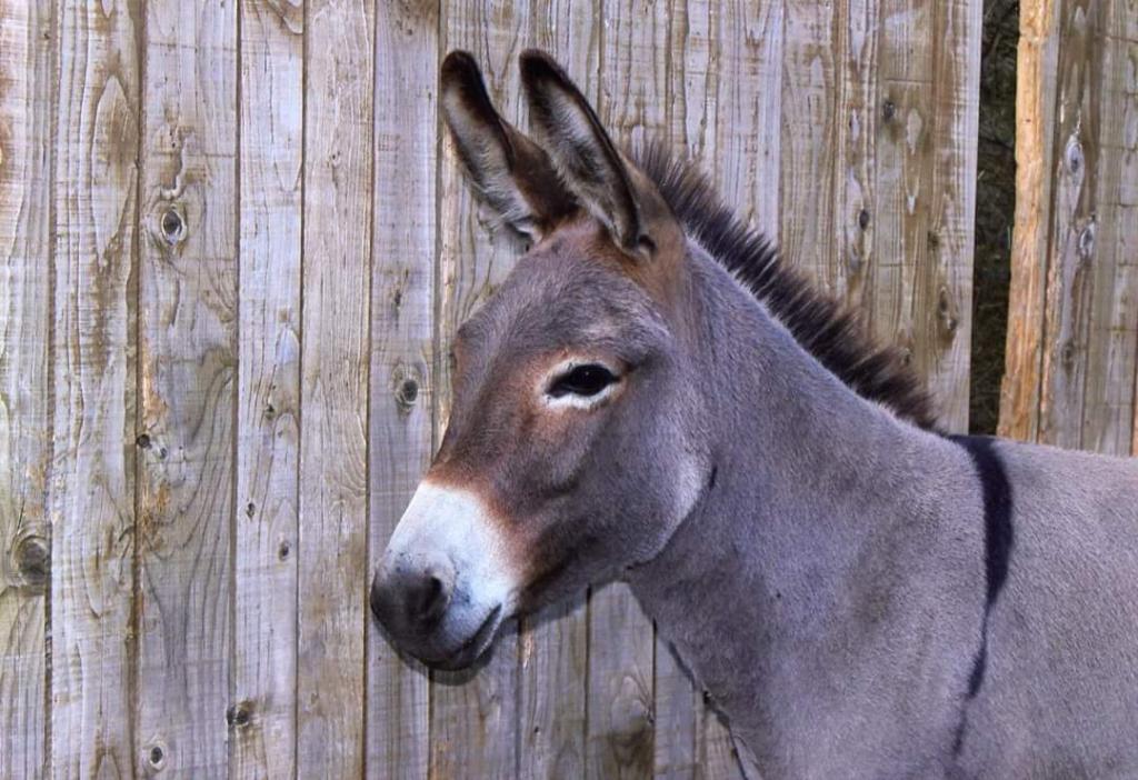 Ferme Pédagogique de la Bitarelle