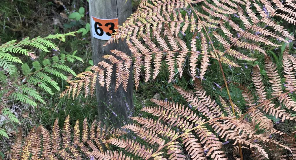 Parcours permanent d'orientation de la forêt de Mirambel