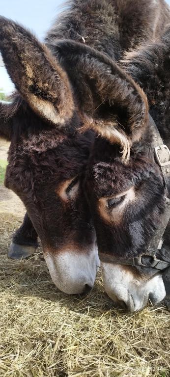 Les âneries du Soulier