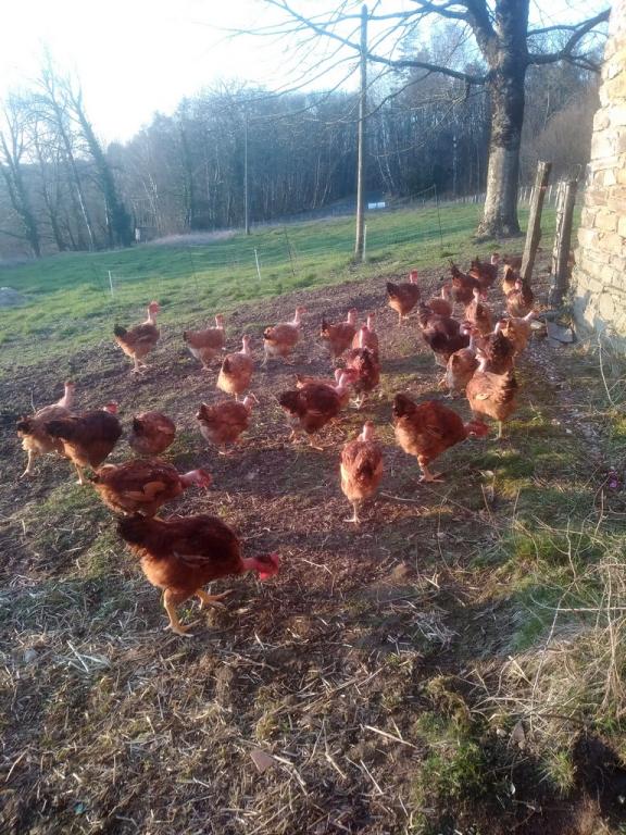 Les Deux Ailes de Lily