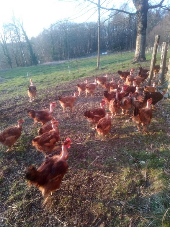 Les Deux Ailes de Lily