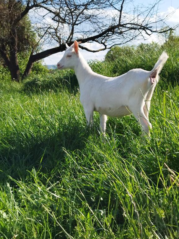 La ferme de Pampille et cabris
