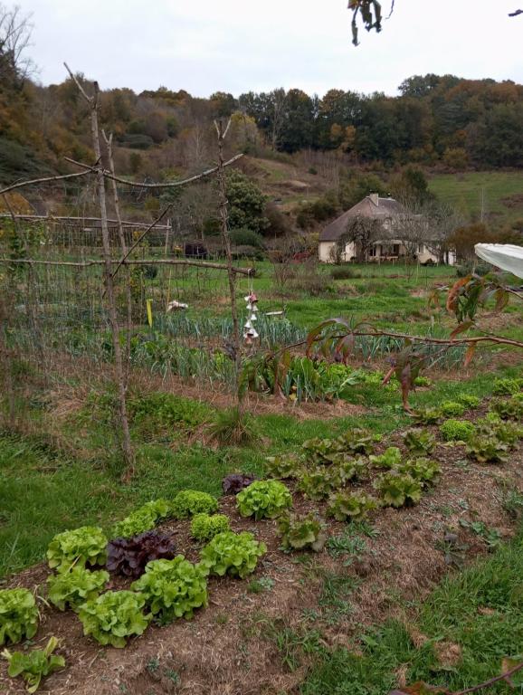 Les lucioles du chambariol