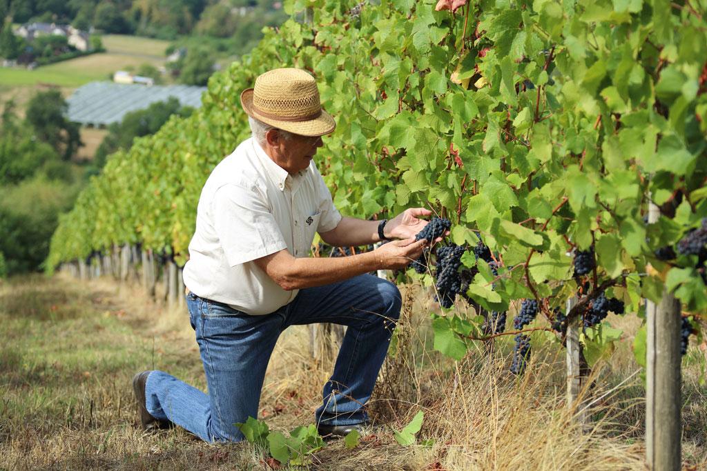 Vignoble des Coteaux de la Vézère