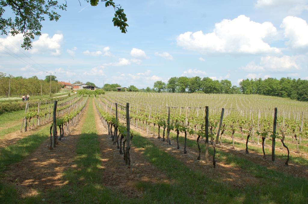 La Cave Viticole de Branceilles