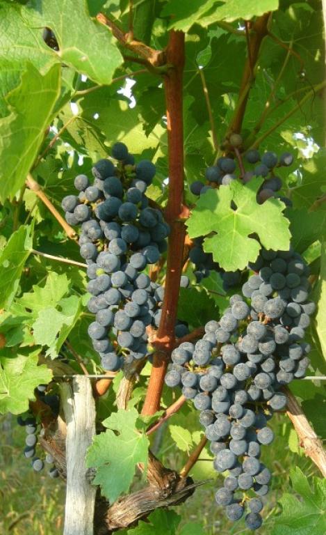 La Cave Viticole de Branceilles