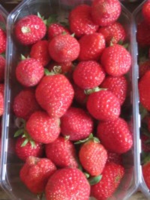 Les Serres de benoît