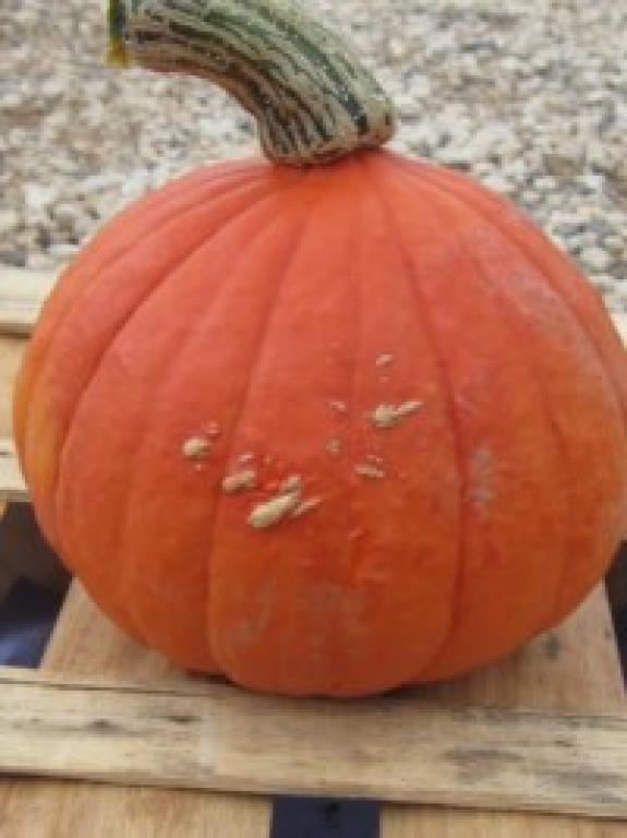 Les Serres de benoît