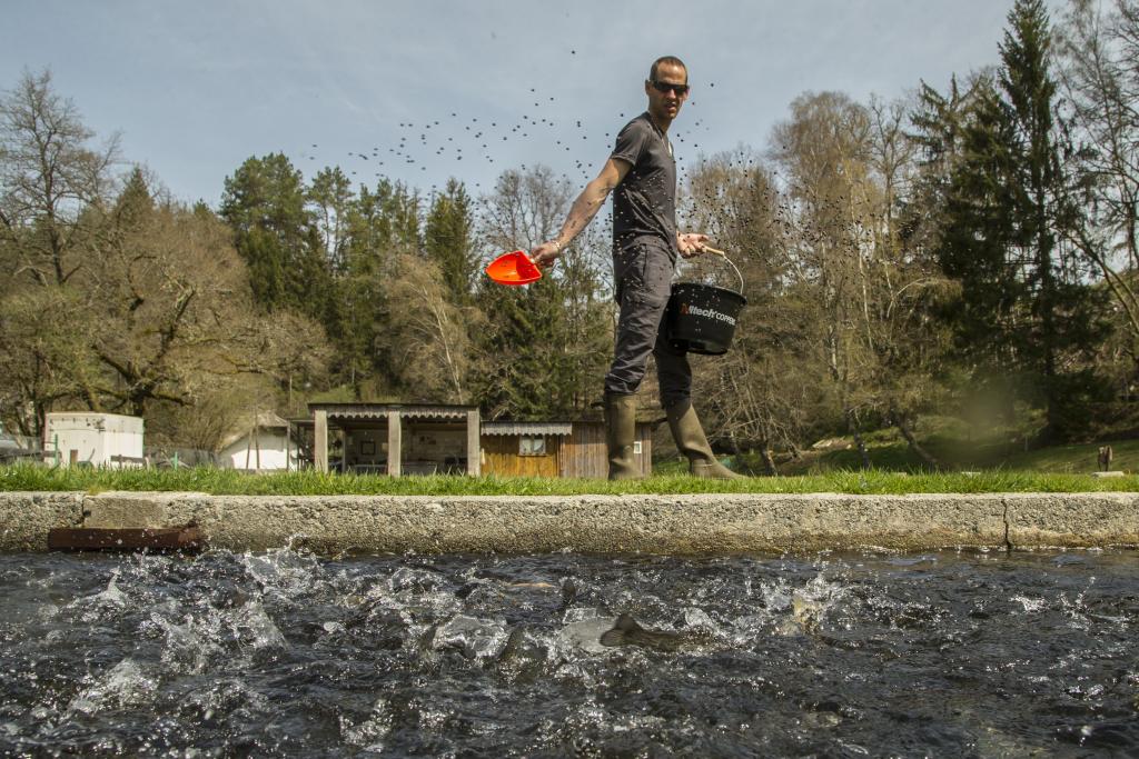 Les Truites de la Vézère