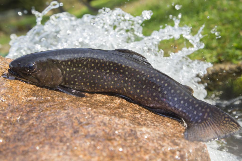 Les Truites de la Vézère
