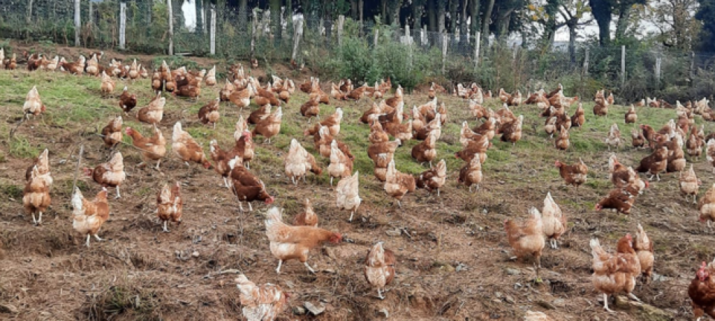 Les Oeufs du Grand'air Corrézien