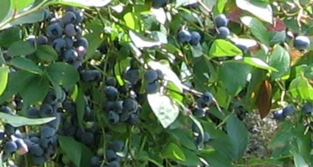 Ferme des Petits Fruits