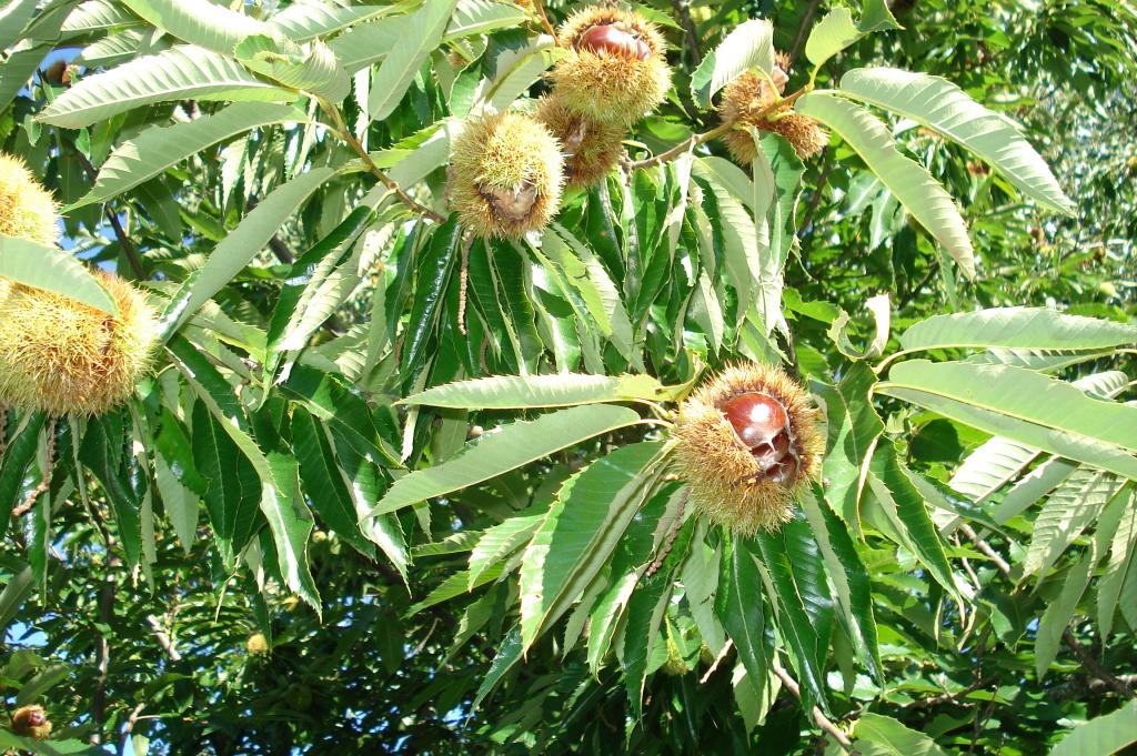 Les Vergers de Leycuras